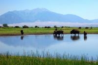 Figure 1. Buffalo in wetlands west of Great Sand Dunes National Park